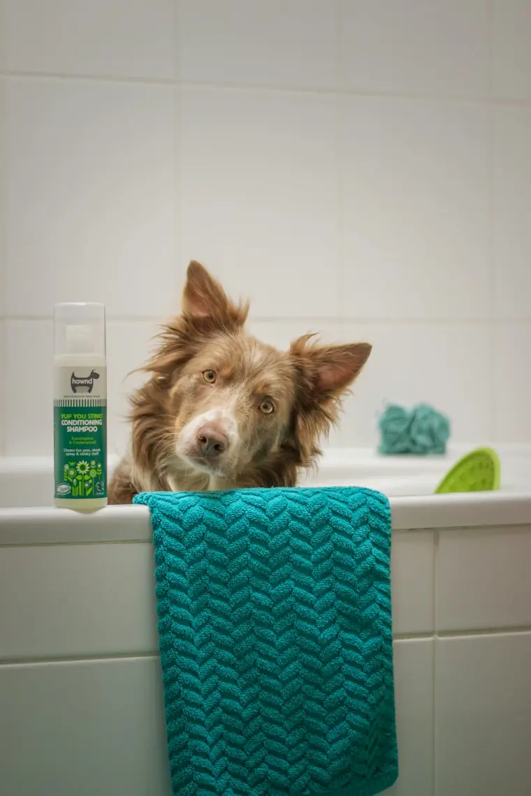 Perro asomado a la tina durante su baño, junto a una toalla