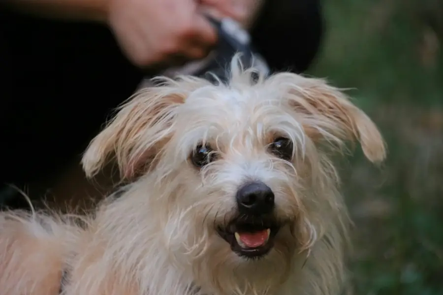 Perrito sonriente mirando a la cámara