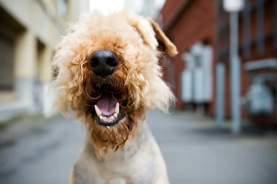 Perro feliz con la boca abierta