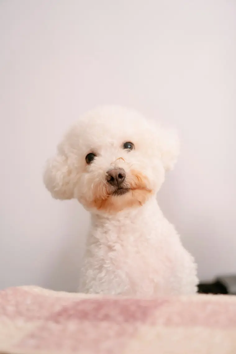 Perrito blanco de pelo rizado recién arreglado