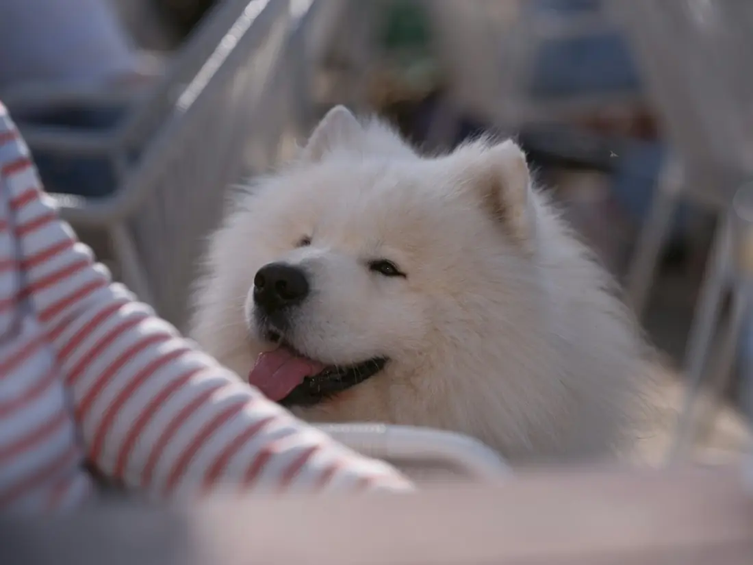 Perro samoyedo blanco y esponjoso sonriendo