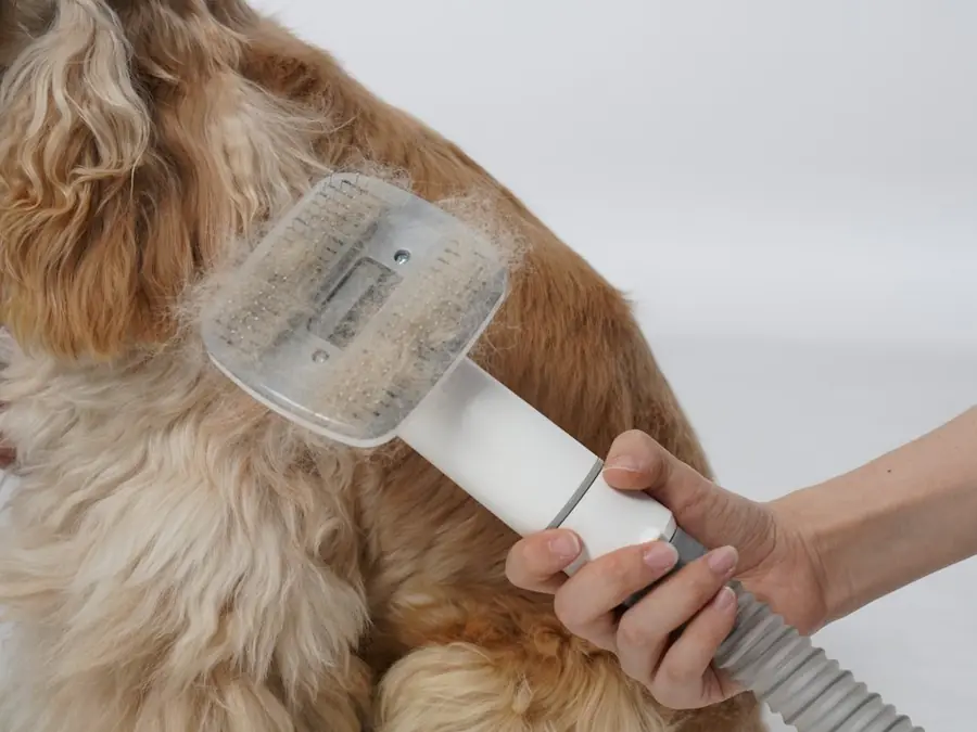 Cepillado y secado del manto de un perro